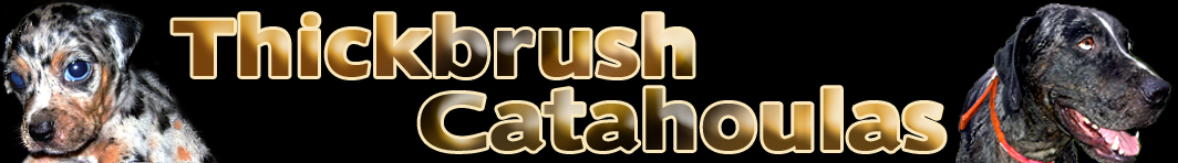 Thickbrush Catahoulas logo